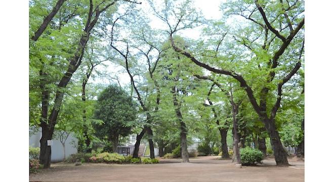 むくむくみらい保育園